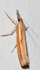Agriphila tristella